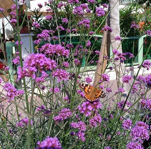 Costa Del Sole Only Milano Marittima